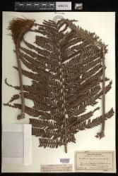 Sadleria cyatheoides