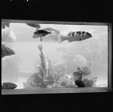 Fish in aquarium, New Caledonia, 1967 / Michael Terry