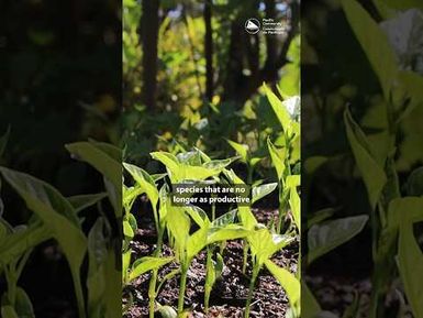 Strengthening Seed Conservation in the Pacific
