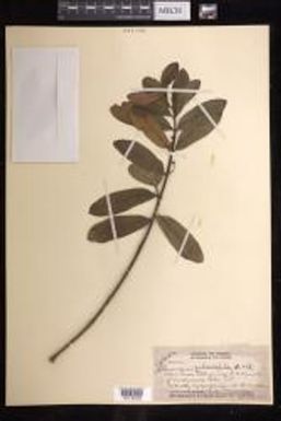 Euphorbia clusiifolia