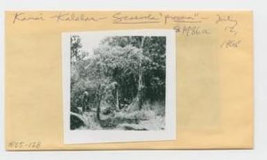 [Scaevola procera in Hawaii, envelope IE25-128]