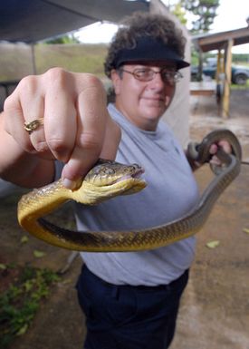 Toni-Ann Vonscheele, a U.S. Department of Agriculture (USDA) Wildlife SPECIALIST, handles a brown tree snake for public demonstrations at the USDA compound at Naval Base Guam. (U.S. Navy PHOTO by Mass Communication SPECIALIST 2nd Class John F. Looney) (Released) Vonscheele has been a USDA employee for two weeks