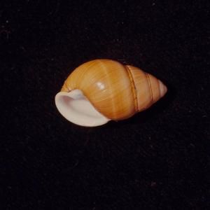 [Achatinella stewartii close-up from Manoa, United States]