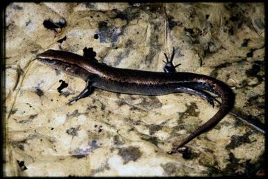 Caledoniscincus auratus