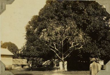 Two Tongan girls standing beneath a screw palm?, 1928