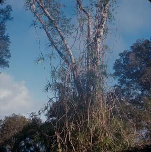 [Clermontia coerulea from Hōnaunau-Nāpōʻopoʻo, United States]