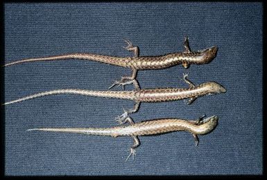3 skink specimens dorsal