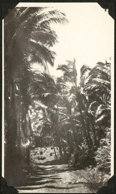 Track winding through the palms, Samoa, 1929 / C.M. Yonge