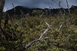 [Landscape in Wahiawa Bay, United States]