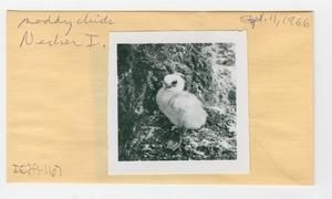 [Noddy chick in Hawaii, envelope IE29-167]