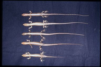 5 specimens (dorsal)