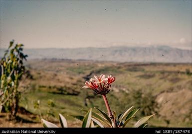 Goroka: Pink Hibiscus