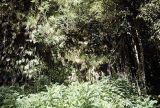 French Polynesia, view of dense forest