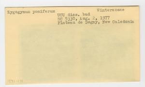 [Zygogynum pomiferum in New Caledonia, envelope IE41-171]