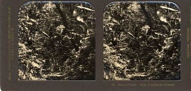 ["Samoa-Inseln, Apia, Tropischer Urwald."]