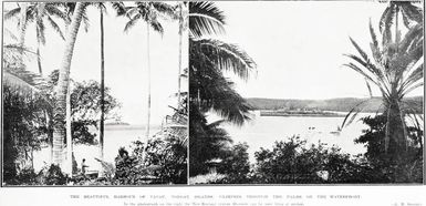 The Beautiful Harbour of Vavau, Tongan Islands: Glimpses Through The Palms on the Waterfront