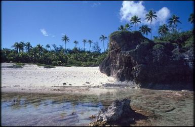 Beach, ocean and palm trees.