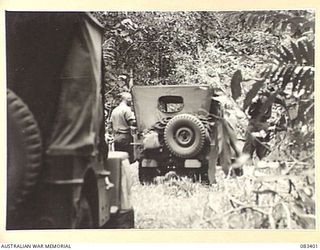 BABIANG AREA, NEW GUINEA, 1944-11-18. JEEPS FROM 2/6 CAVALRY (COMMANDO) REGIMENT, FORCED TO MOVE OVER SOLID GROUND INSTEAD OF THE BEACH, IN MOVEMENT THROUGH UNDERGROWTH. THE JEEPS ARE MAKING THEIR ..