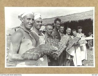 DUMPU, RAMU VALLEY. 1943-11-20. BAKERS OF NO. 2 SECTION, NO. 3 PLATOON, 4TH AUSTRALIAN FIELD BAKERY, DISPLAYING SOME OF THEIR FRESHLY BAKED BREAD ROLLS. THEY ARE: NX83675 PRIVATE E. B. CONNELL OF ..