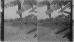 Rice Fields Near Honolulu. Hawaii