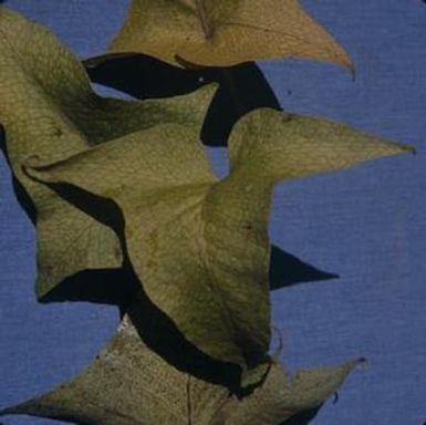 [Polypodium spectrum close-up from Castle Trail, United States] BRIT-A-AR003-012-02-020