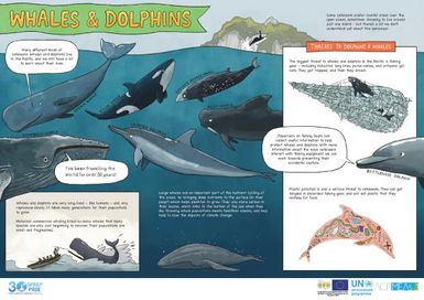 Whales and Dolphins (poster)
