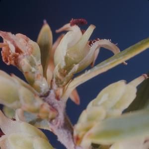 [Leptecophylla tameiameiae cross-section from Waimea Canyon, United States]