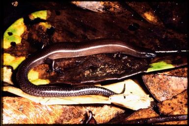 Graciliscincus shonae