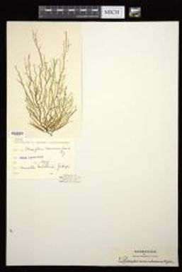 Cladosiphon novae-caledoniae