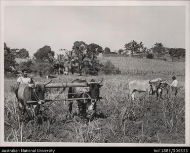 Cultivating cane with oxen, farm near Nandi