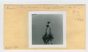 [Lagenophora in Hawaii, envelope IE27-154]