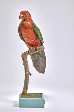 Green Winged Ara