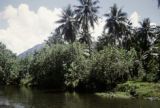 French Polynesia, dense jungle growing along waterway on Tahiti Island
