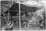 The babale'eboo lean-to, with betelnuts hanging from the roof. It will eventually be filled with staked out pigs for the feast