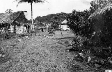 tree, palm, buildings, village image, photography,