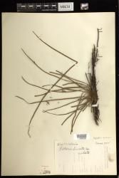Haplopteris ensiformis