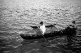 Guam, men rowing outrigger canoe