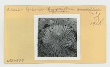 [Argyroxiphium sandwicense in Hawaii, envelope IE24-228]