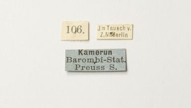 ["Euxanthe trajanus (Ward, 1871) - femelă"]
