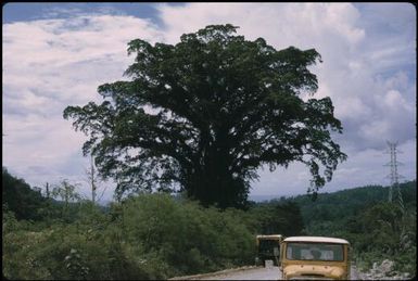 A giant tree : Bougainville Island, Papua New Guinea, April 1971 / Terence and Margaret Spencer