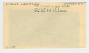 [Araucaria laubenfelsii in New Caledonia, envelope IE41-134]