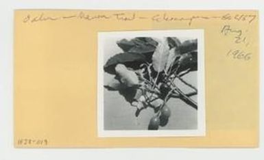 [Elaeocarpus in Hawaii, envelope IE28-019]