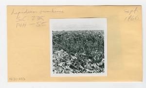[Lepidium owaihiense in Hawaii, envelope IE31-023]