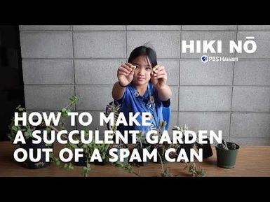 Re-Use your SPAM cans for a Succulent Garden! | HIKI NŌ on PBS Hawai‘i