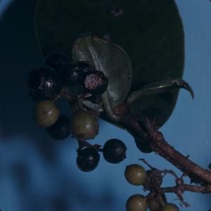 [Gouldia terminalis close-up from Konahuanui Peak, United States] BRIT-A-AR003-012-02-133