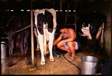 Man milking cow,Tonga