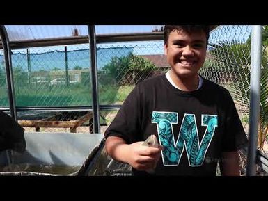 PBS Hawai‘i - HIKI NŌ Episode #1003 | Waiʻanae Intermediate - O‘ahu | Sustainable Garden