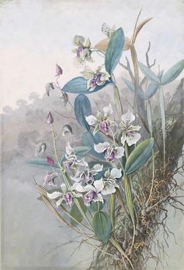 Dendrobium atroviolaceum Rolfe, family Orchidaceae, Papua New Guinea, 1916 / Ellis Rowan