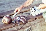 Coconut crab being monitored by geiger counter, Bikini Island, August 18, 1964