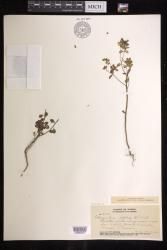 Euphorbia peplus